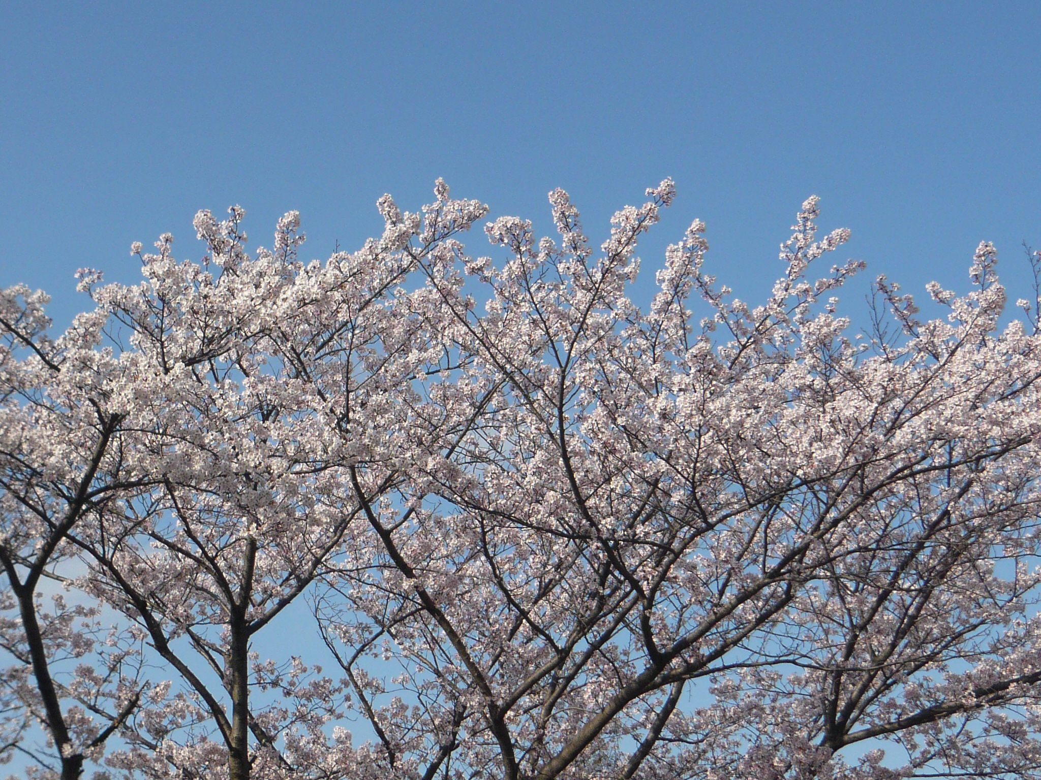 ファイル 124-1.jpg