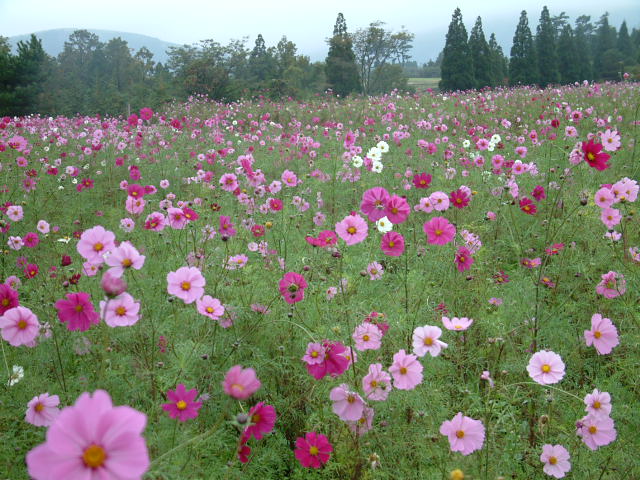 ファイル 157-1.jpg