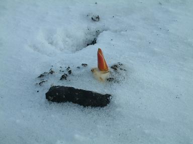 ファイル 169-1.jpg