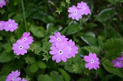 ファイル 170-1.jpg