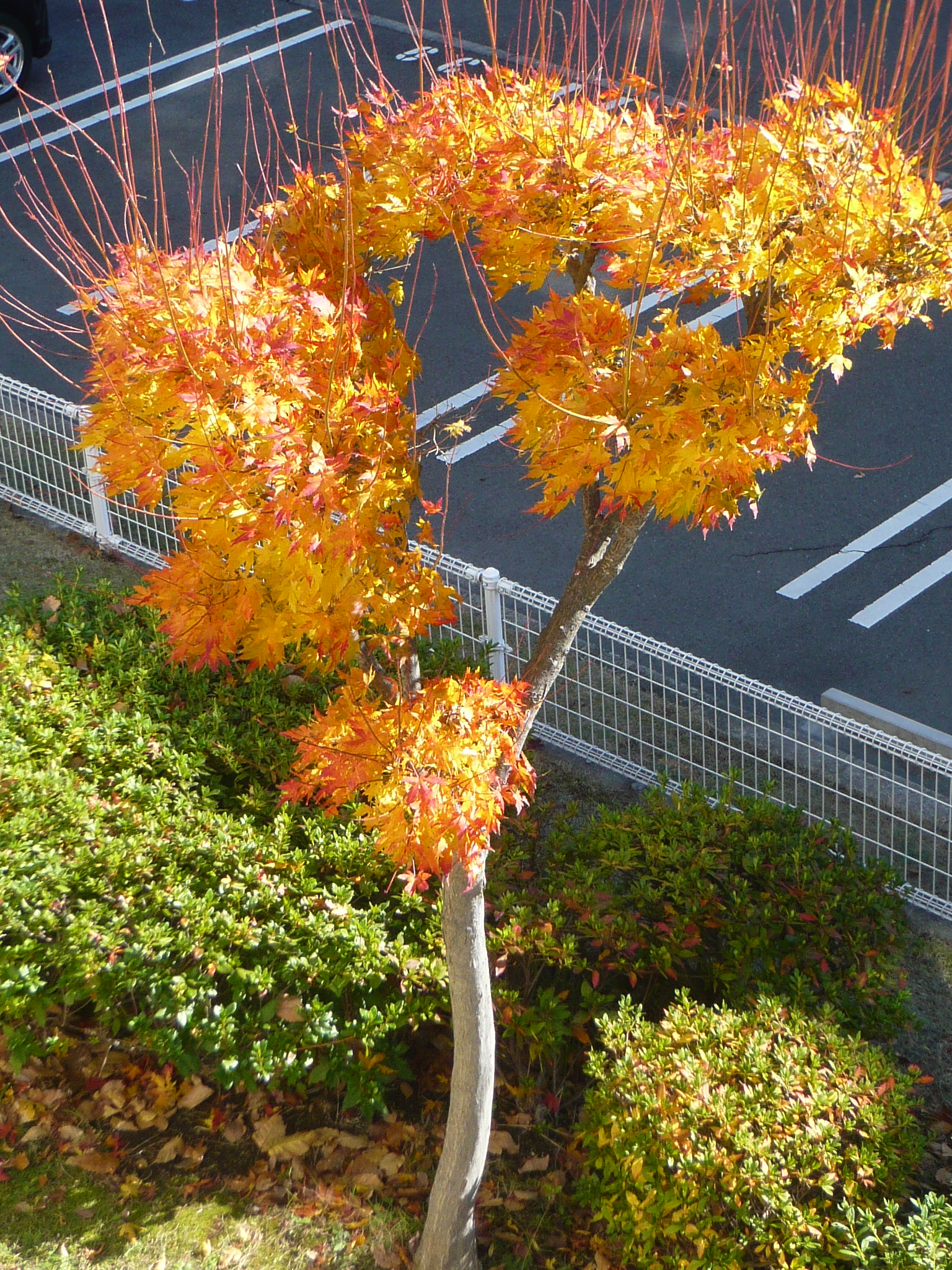 ファイル 218-1.jpg