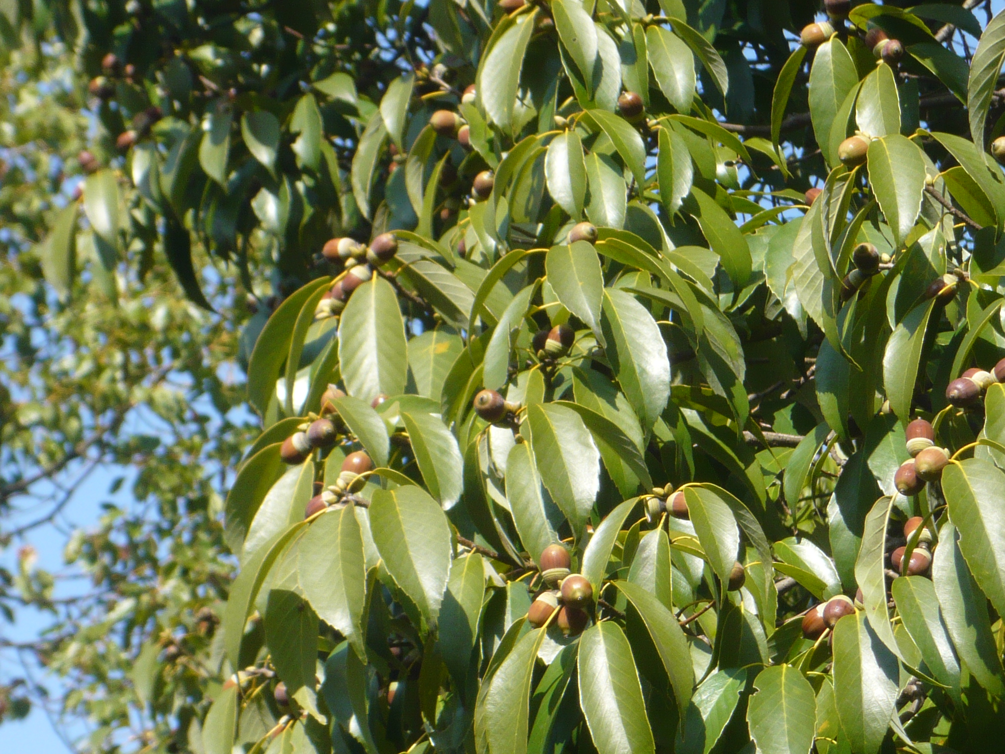 ファイル 219-1.jpg