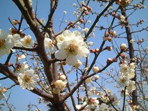 ファイル 237-1.jpg