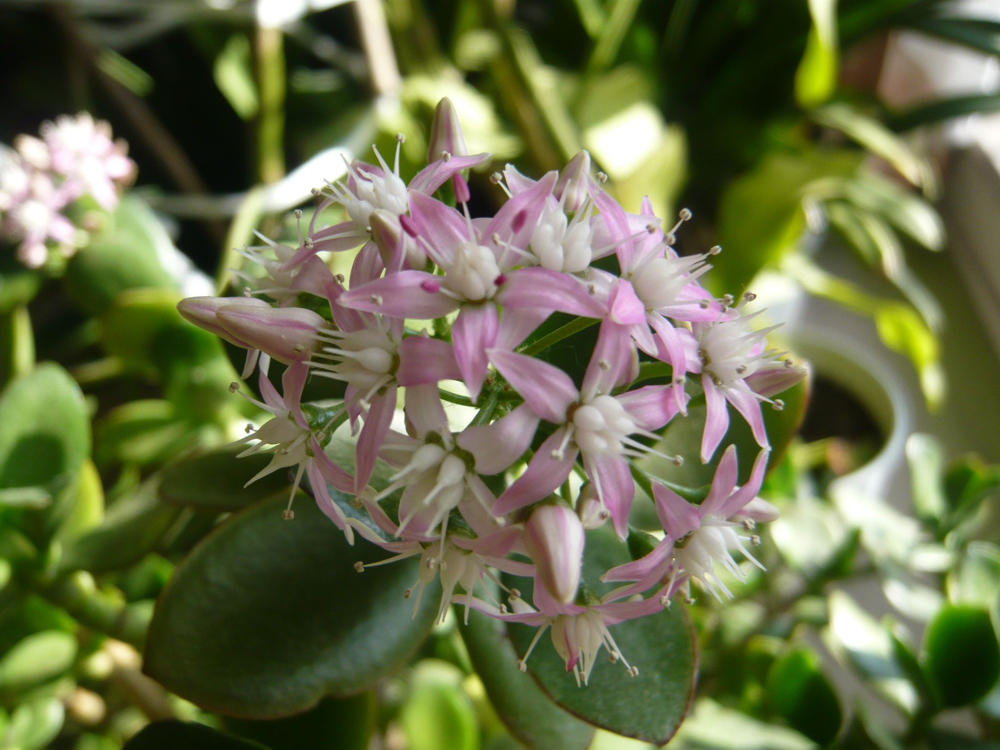 ファイル 242-2.jpg