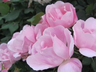 ファイル 257-1.jpg