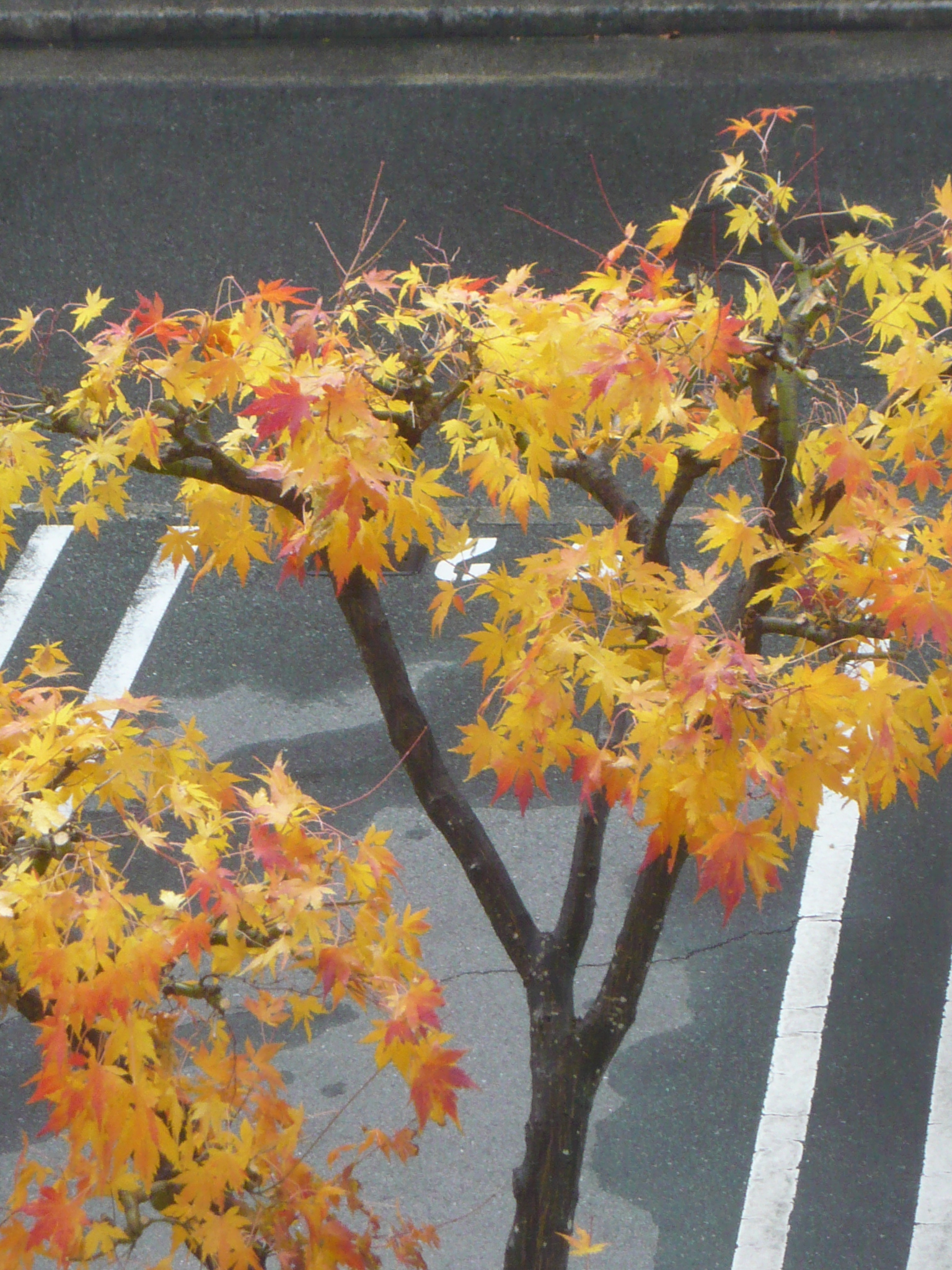 ファイル 271-1.jpg