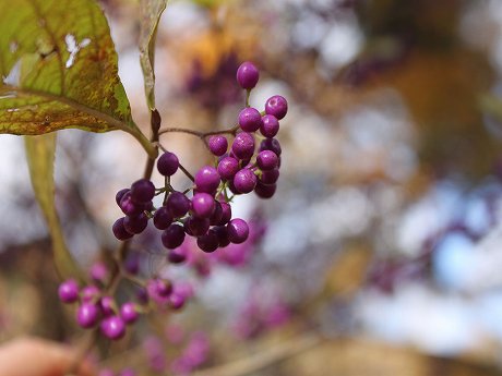 ファイル 273-1.jpg