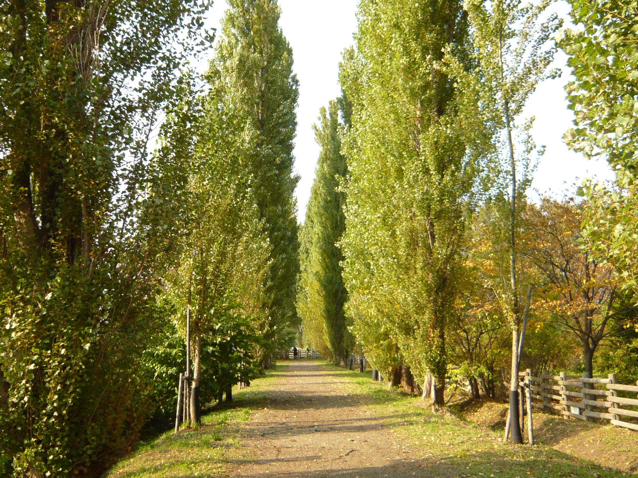 ファイル 28-1.jpg