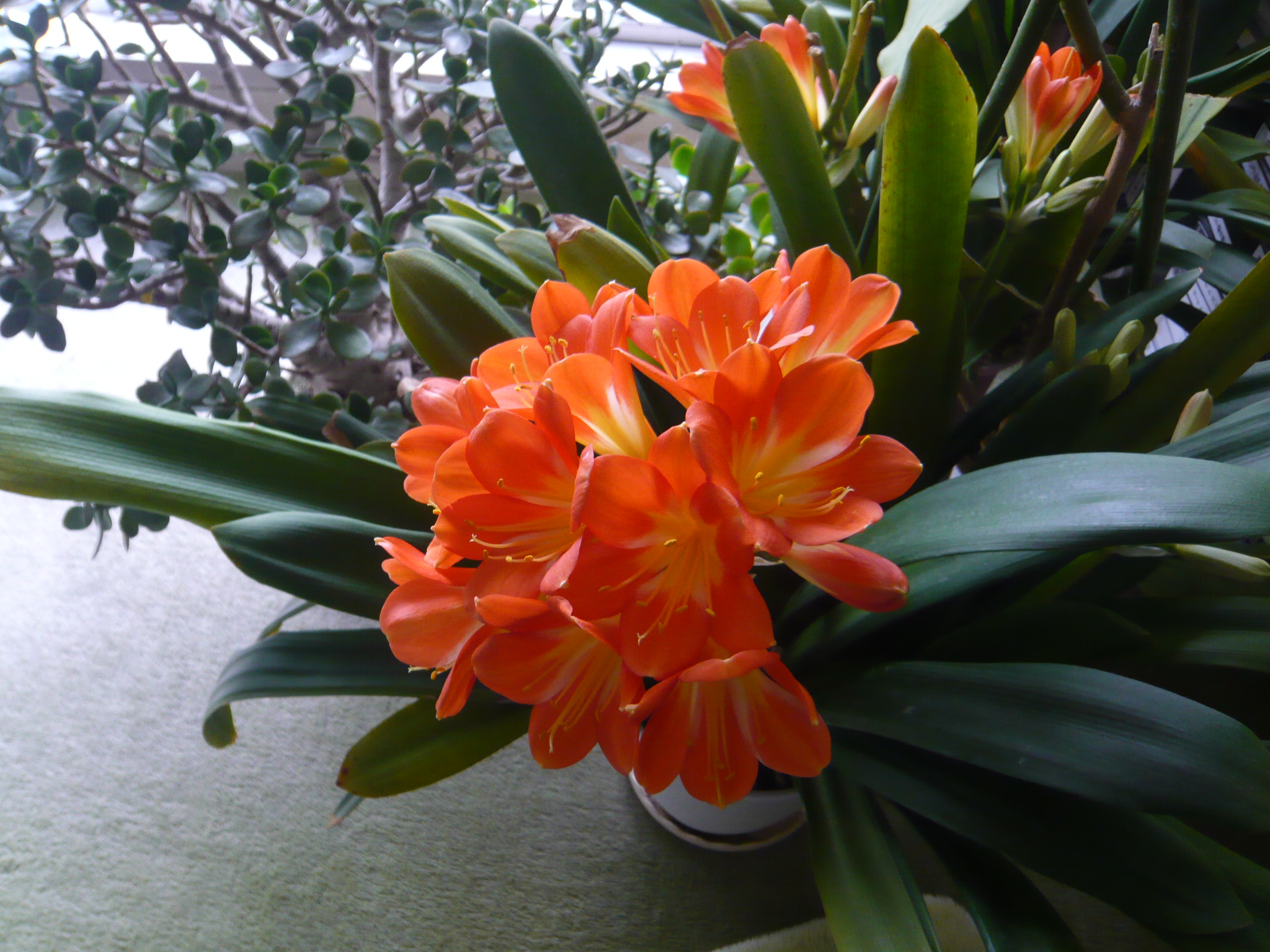 ファイル 291-1.jpg