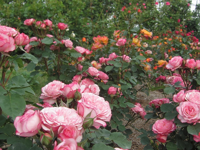 ファイル 303-1.jpg