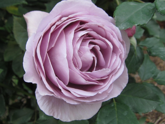 ファイル 305-1.jpg