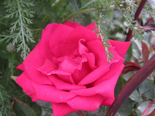 ファイル 306-1.jpg