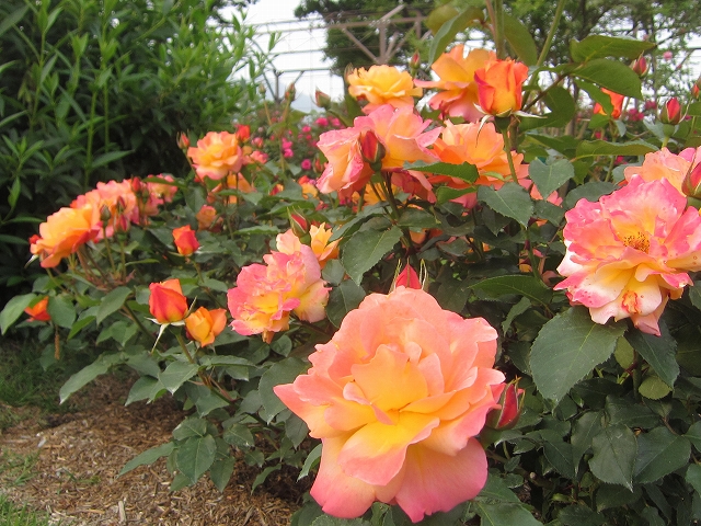 ファイル 307-1.jpg