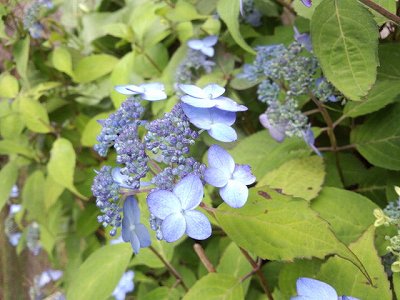 ファイル 309-1.jpg