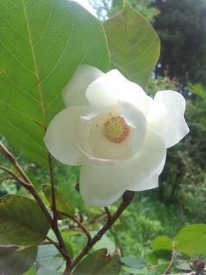 ファイル 310-1.jpg