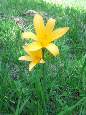 ファイル 311-1.jpg