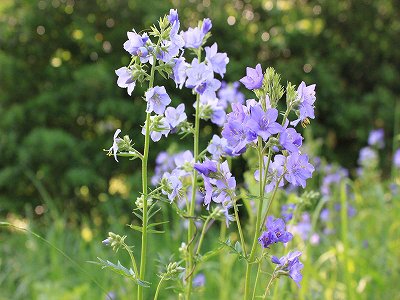 ファイル 312-1.jpg