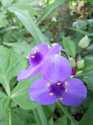 ファイル 313-1.jpg