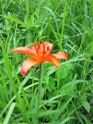 ファイル 314-1.jpg