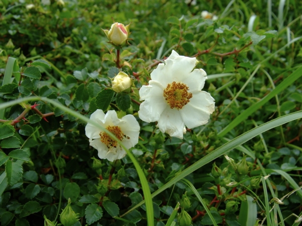 ファイル 320-1.jpg