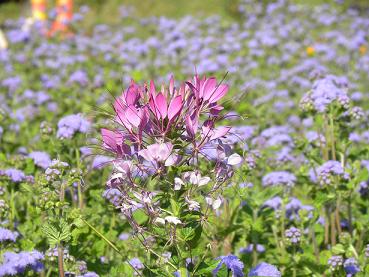 ファイル 322-1.jpg