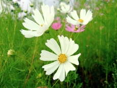 ファイル 323-1.jpg