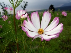 ファイル 325-1.jpg