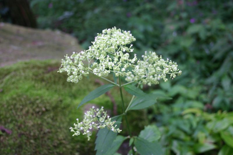 ファイル 327-1.jpg