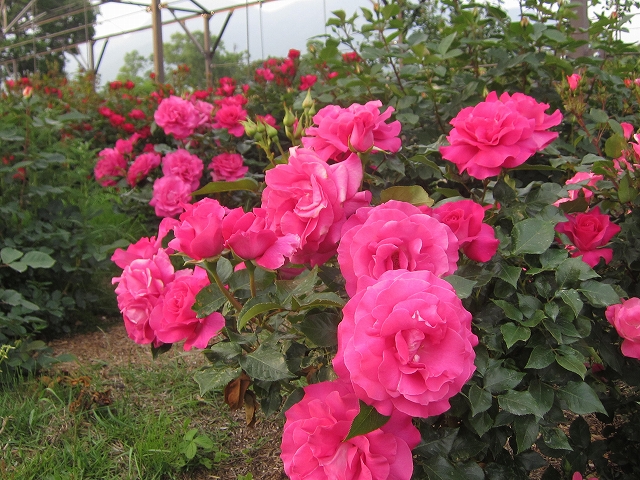 ファイル 330-1.jpg