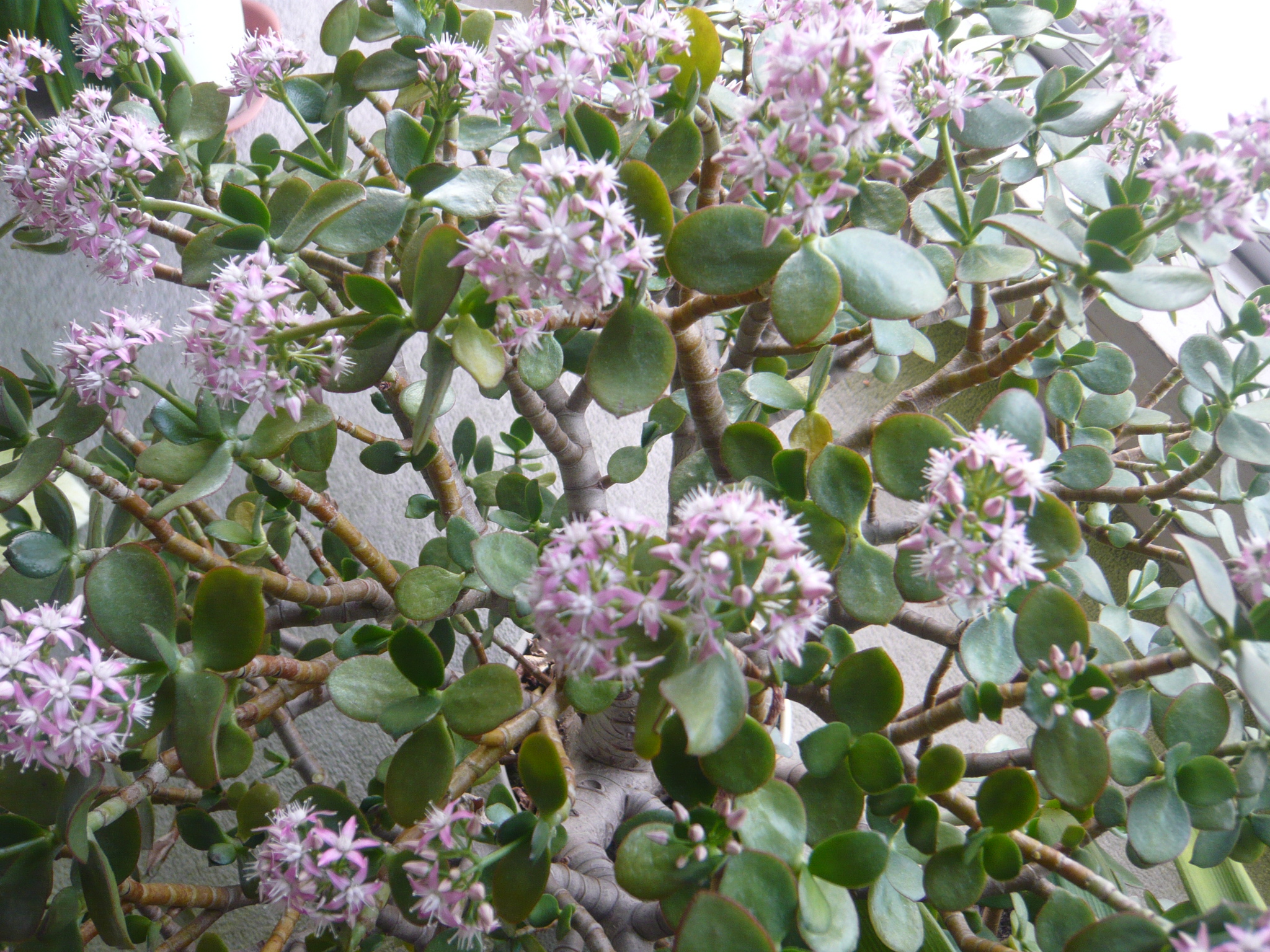 ファイル 349-1.jpg