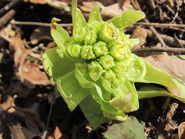 ファイル 353-1.jpg