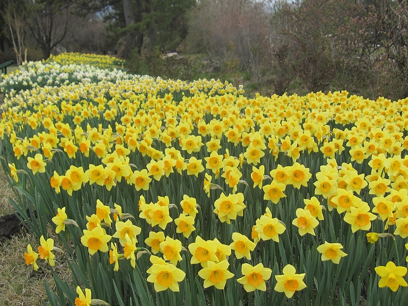 ファイル 356-1.jpg