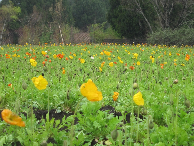 ファイル 359-1.jpg