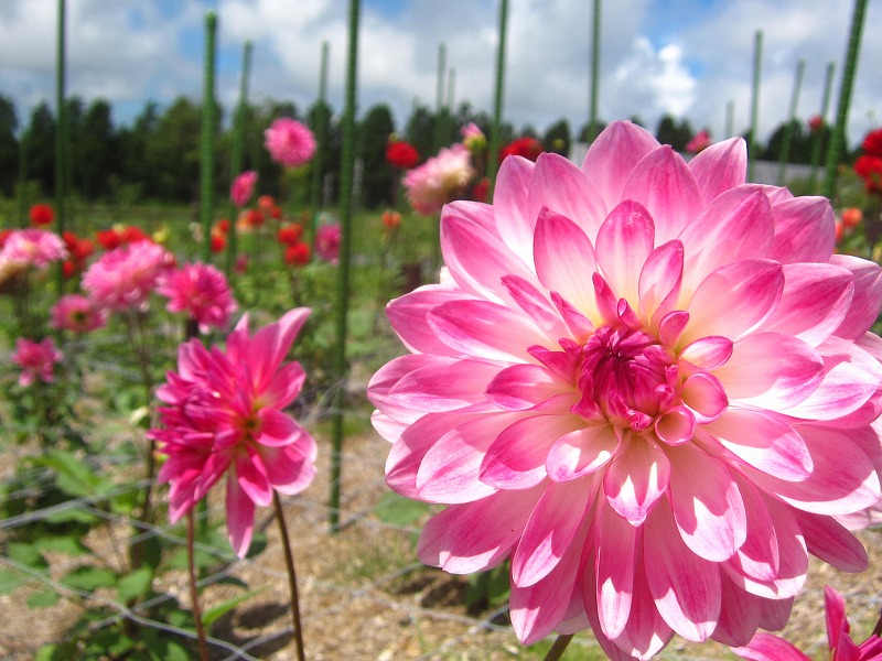 ファイル 361-1.jpg