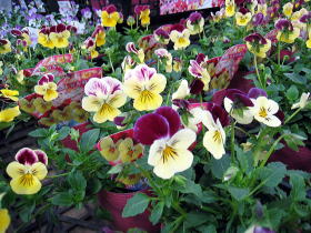 ファイル 374-1.jpg