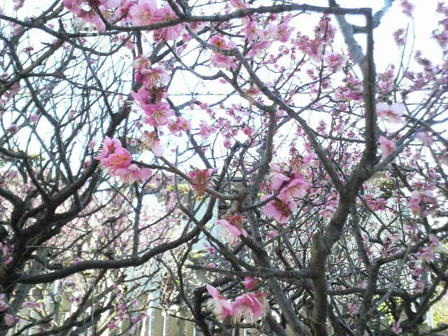 ファイル 376-2.jpg