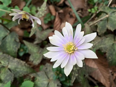 ファイル 377-1.jpg