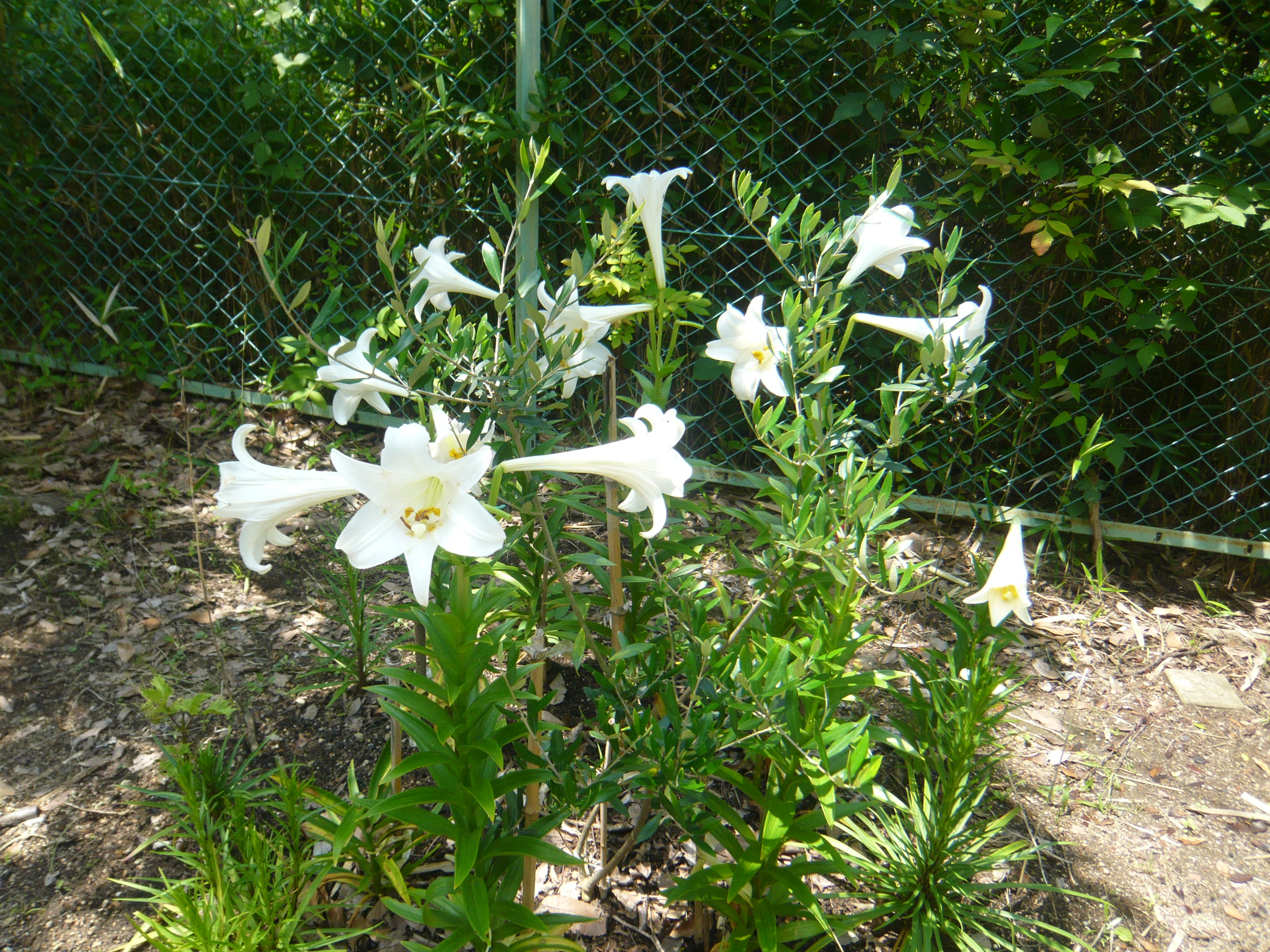 ファイル 380-1.jpg