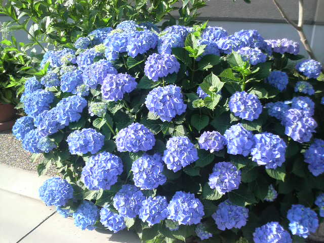 ファイル 381-1.jpg