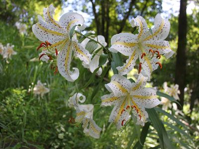 ファイル 383-1.jpg