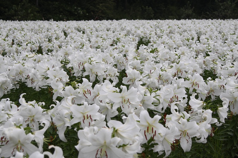 ファイル 385-1.jpg