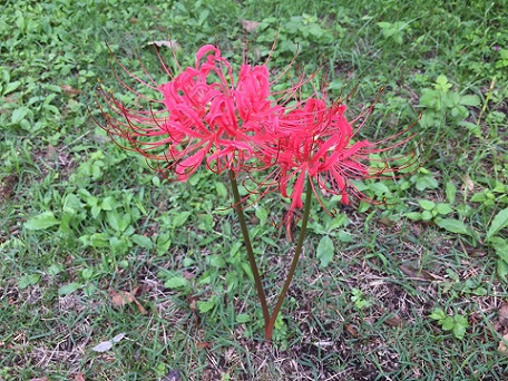 ファイル 387-1.jpg