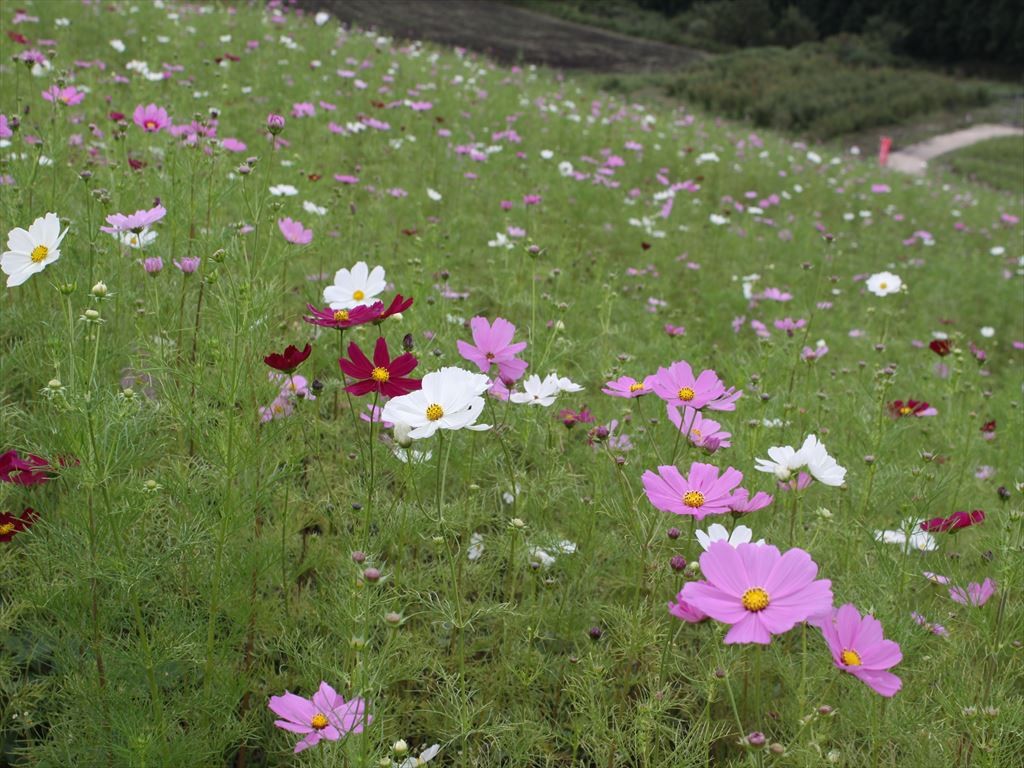 ファイル 389-1.jpg