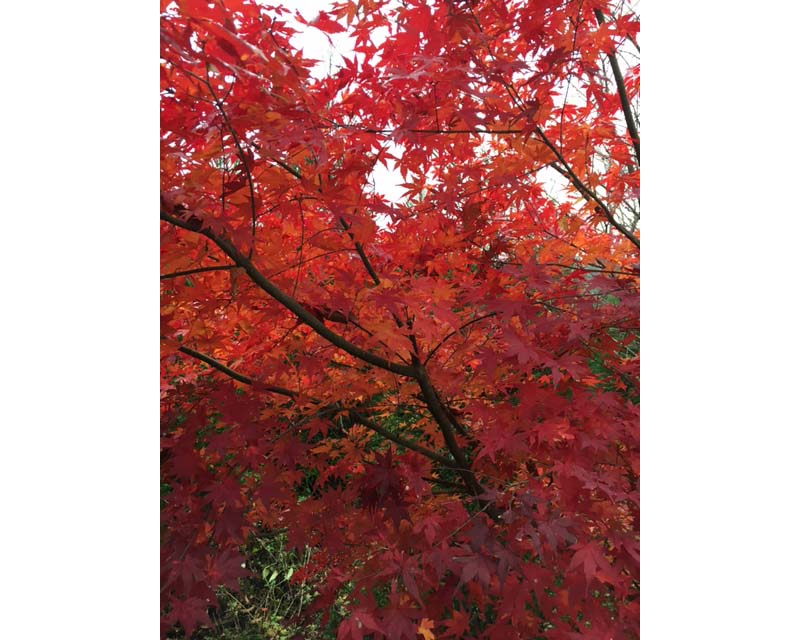 ファイル 394-1.jpg