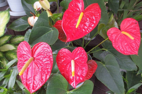 ファイル 395-1.jpg