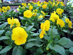 ファイル 396-1.jpg