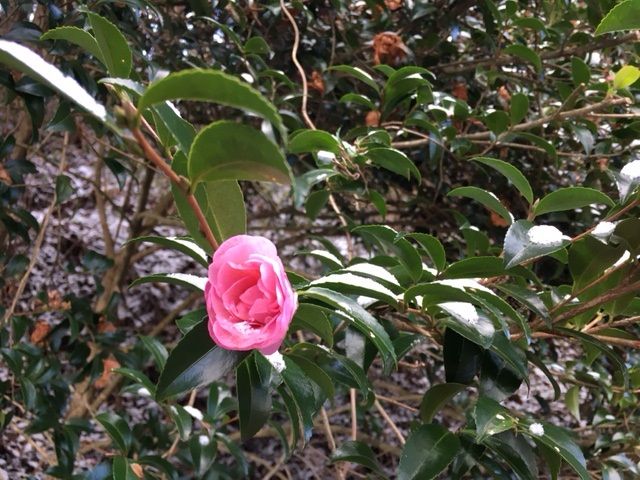 ファイル 399-1.jpg