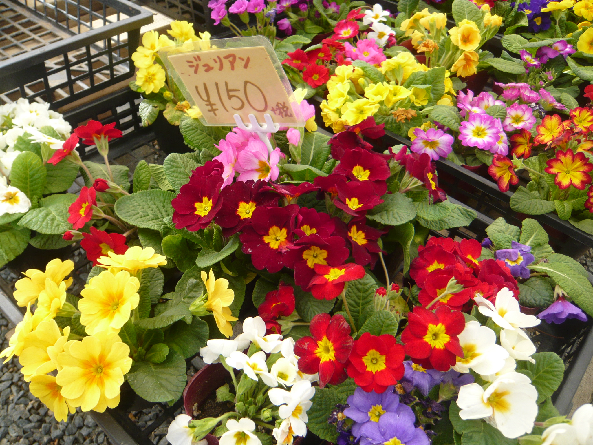 ファイル 405-1.jpg