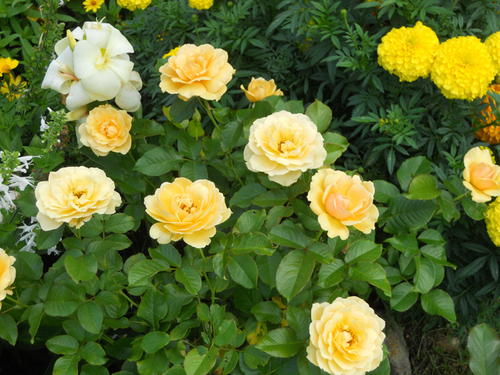 ファイル 413-1.jpg