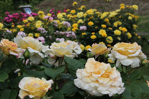 ファイル 424-1.jpg